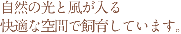 自然の光と風が入る快適な空間で飼育しています。